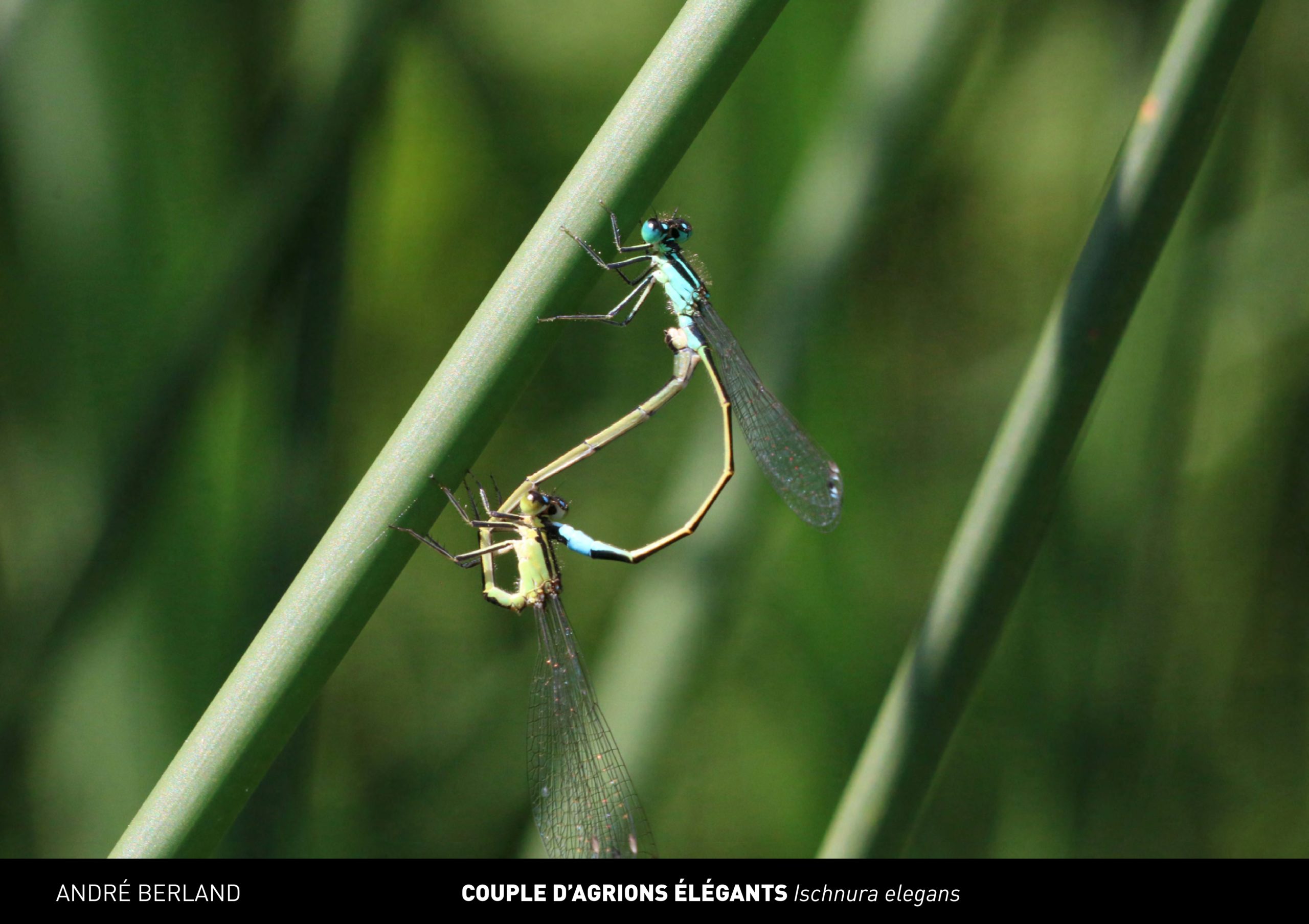 Exposition Libellules – Etang de Meudon
